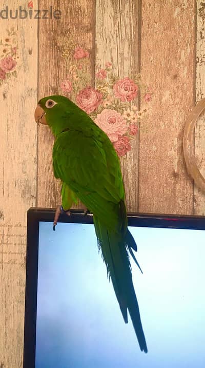 male white eye conure