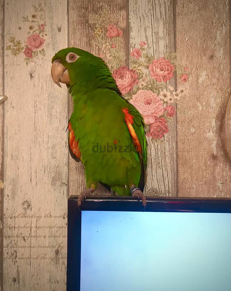 male white eye conure 1