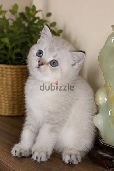 ذكر اسكوتش سلڤر شيدد