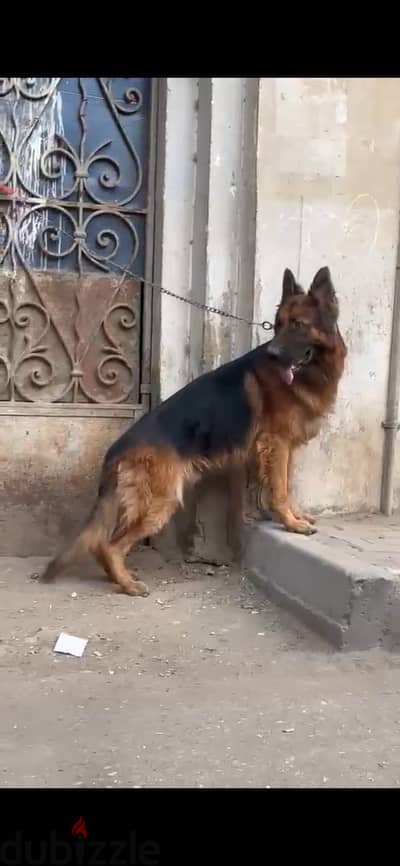 دكر جيرمن في ديل وقسحه عندو سنتين