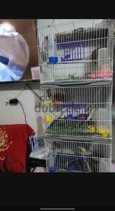 مجموعة زيبرا طفرات ومستويات صبغه عاليه صحه جيده وريش وتغذية نظيفه جمله