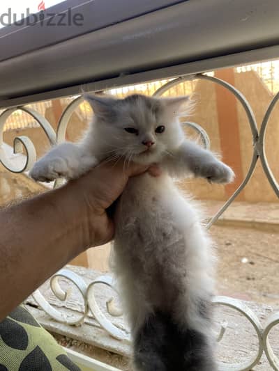 قط شيرازي صغنن عمر شهرين عسول خالص