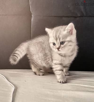 British cat NS11 silver قطه بريتش ماكريل