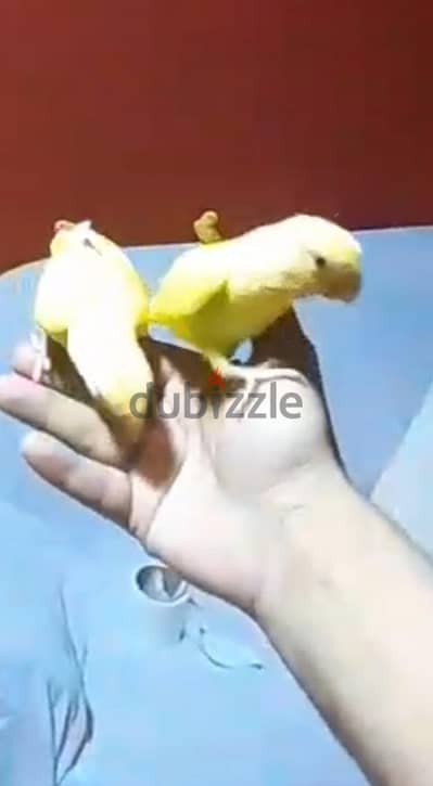 روز اوبلاين اورانج مدربين
