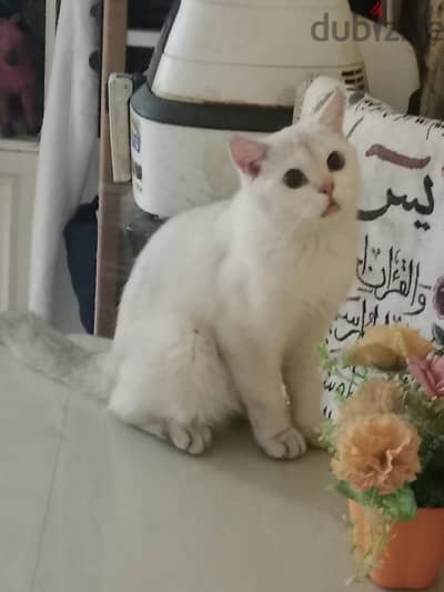 قطه بريطاني قصير الشعر