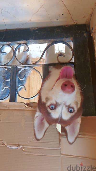 Husky هاسكي