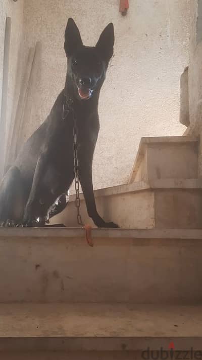 نتايه مالينو دارك