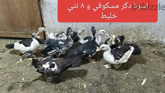 بط بلدي و وزر