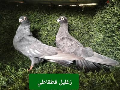 زيادات مستويات عالية للفرخ