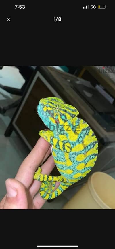 حربا. يه من الفقس للجامبو
