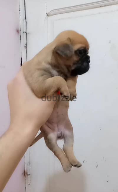 جروpug بج 55 يوم مطعم ديدان وحشرات