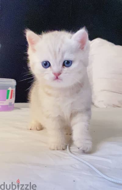 British cat NS12 silver قط بريتش سيلفر وايت تايجر