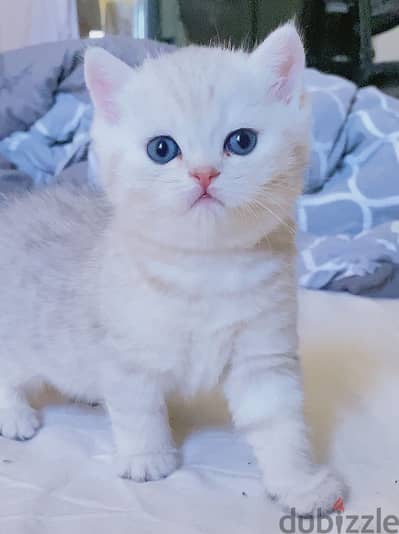 British cat NS12 silver قط بريتش سيلفر وايت تايجر