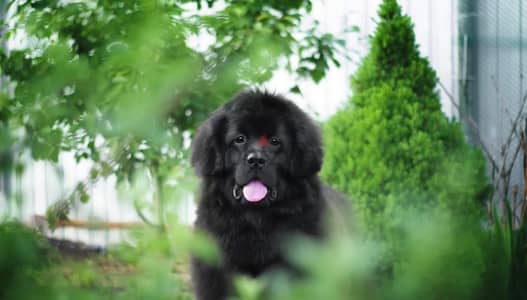 Newfoundland puppy female from Russia