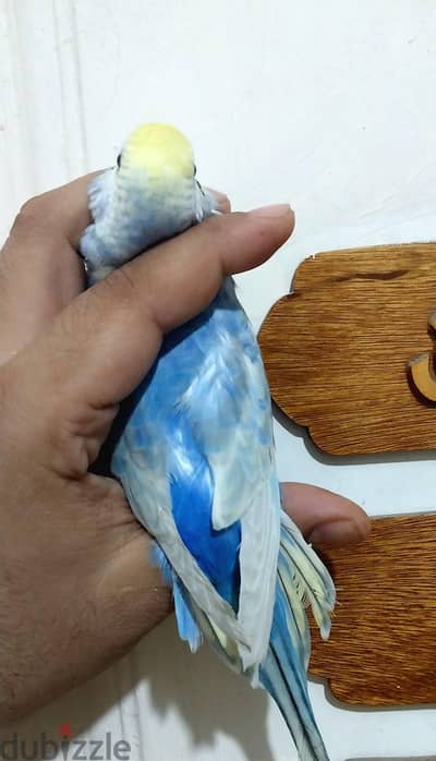 نتايه رينبو فايوت كلير وينج