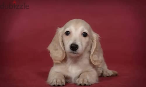 Rabbit dachshund puppy boy from Russia