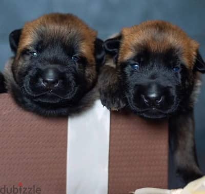 Belgian shepherd Malinois puppy