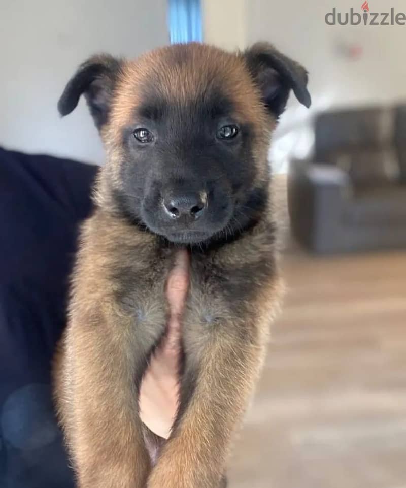Belgian shepherd Malinois puppy 1