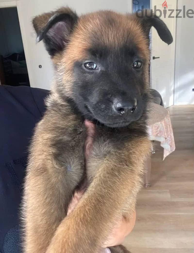 Belgian shepherd Malinois puppy 2