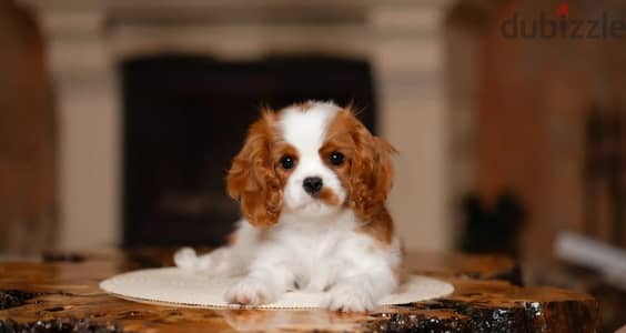 Cavalier King Charles spaniel puppy
