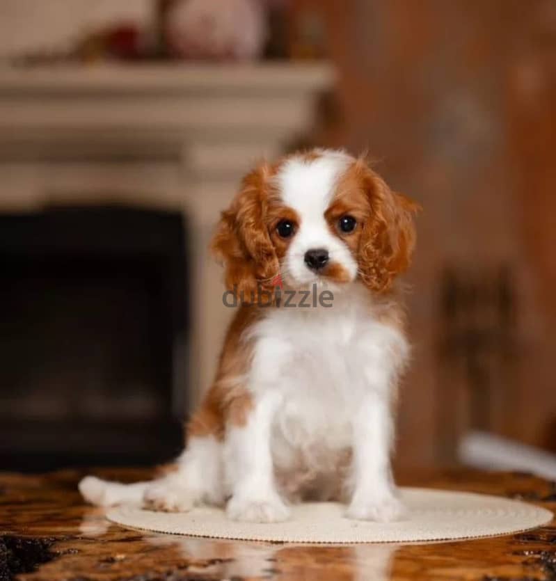 Cavalier King Charles spaniel puppy 1