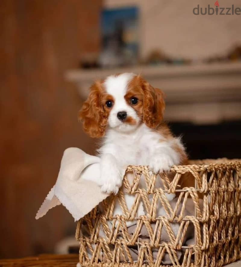 Cavalier King Charles spaniel puppy 2