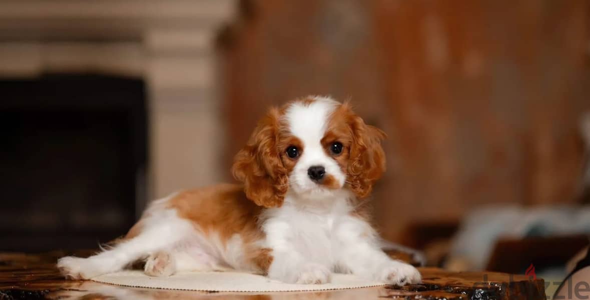 Cavalier King Charles spaniel puppy 3