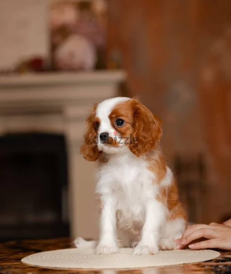 Cavalier King Charles spaniel puppy 4