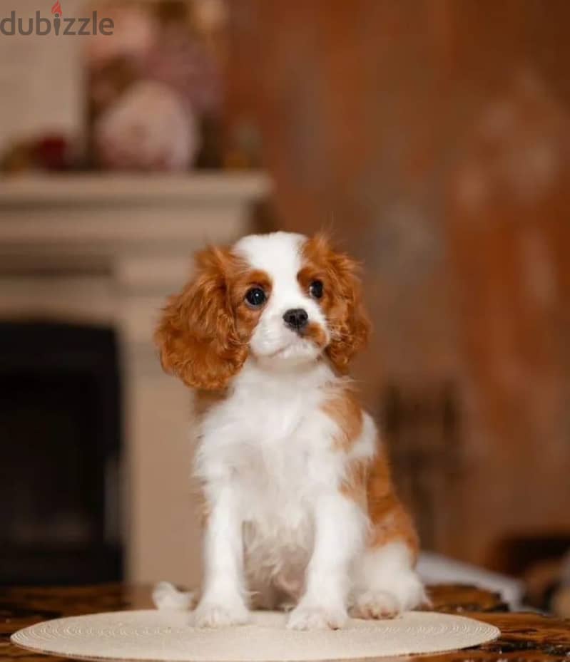 Cavalier King Charles spaniel puppy 5