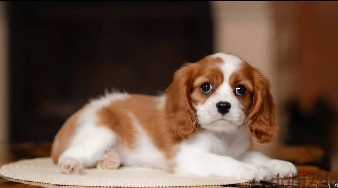Cavalier King Charles spaniel puppy 6