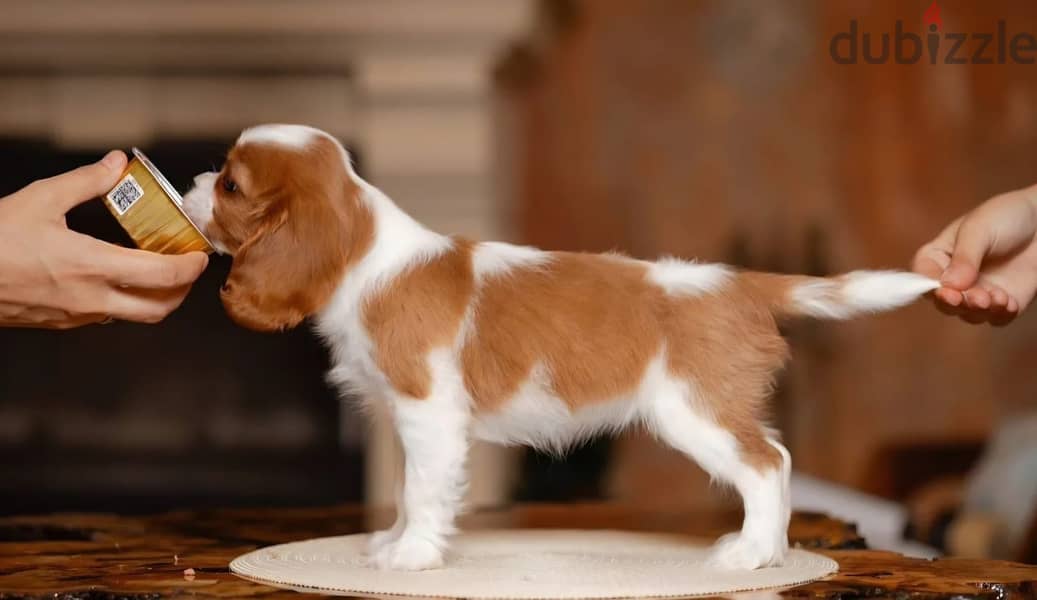 Cavalier King Charles spaniel puppy 7