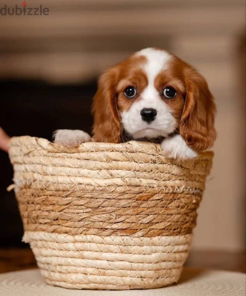 Cavalier King Charles spaniel puppy 8