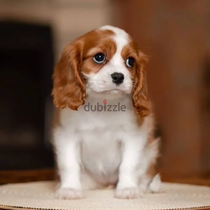 Cavalier King Charles spaniel puppy 9