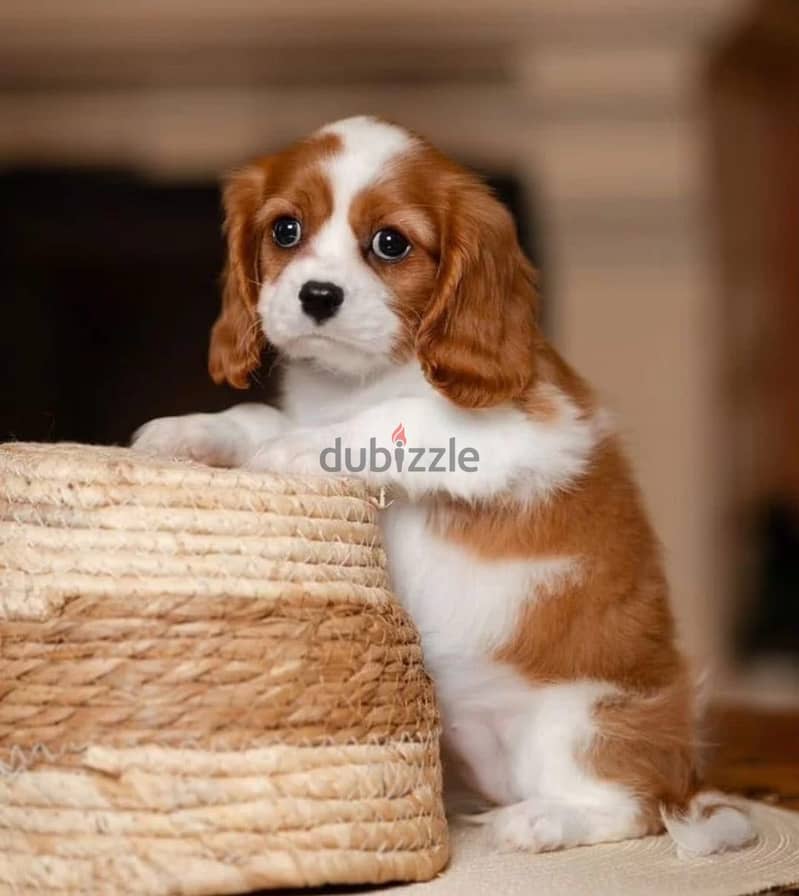 Cavalier King Charles spaniel puppy 10