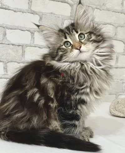 Norwegian forest kitten female from Russia