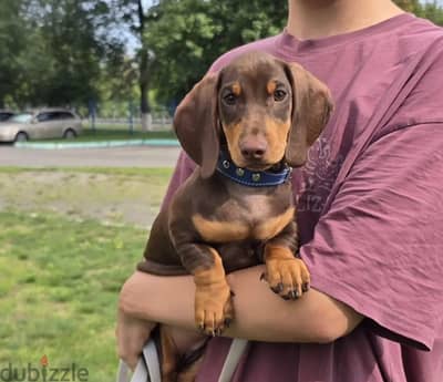 Dachshund puppy boy from Russia