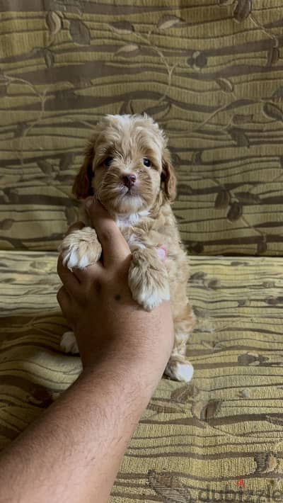 Toy poodle