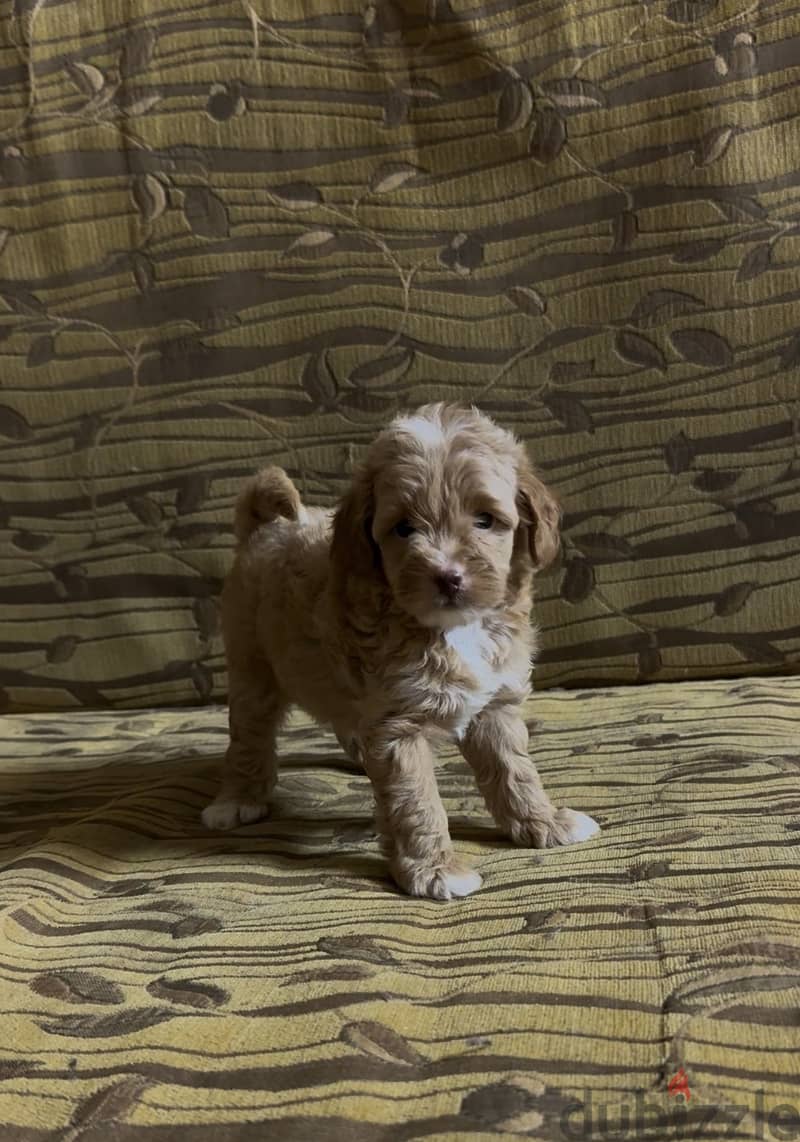 Toy poodle 1