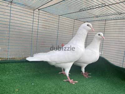 مجموعة حمام لاحم فرنسي سلالة جيدة