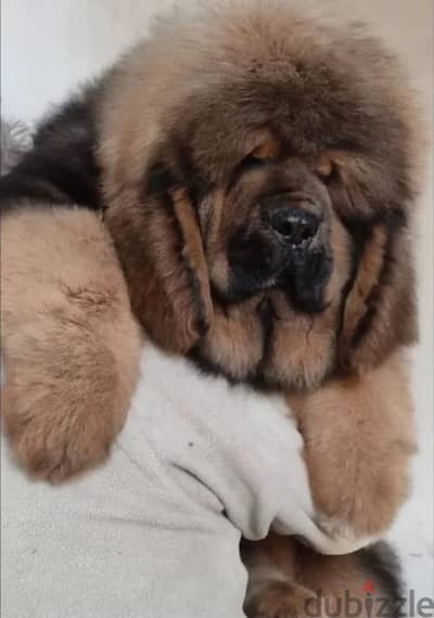 Tibetan mastiff puppy female from Russia