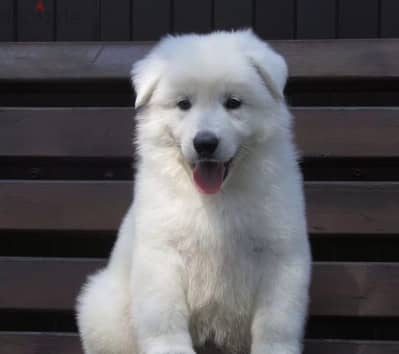 White Swiss shepherd puppies from Russia