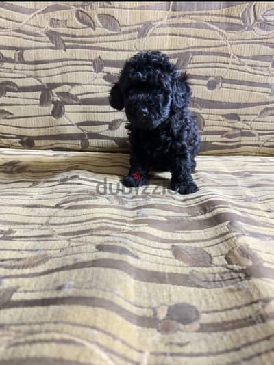 Toy poodle