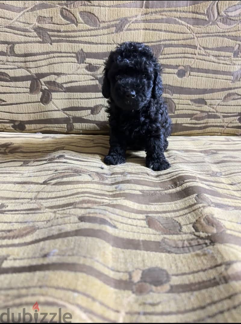 Toy poodle 1