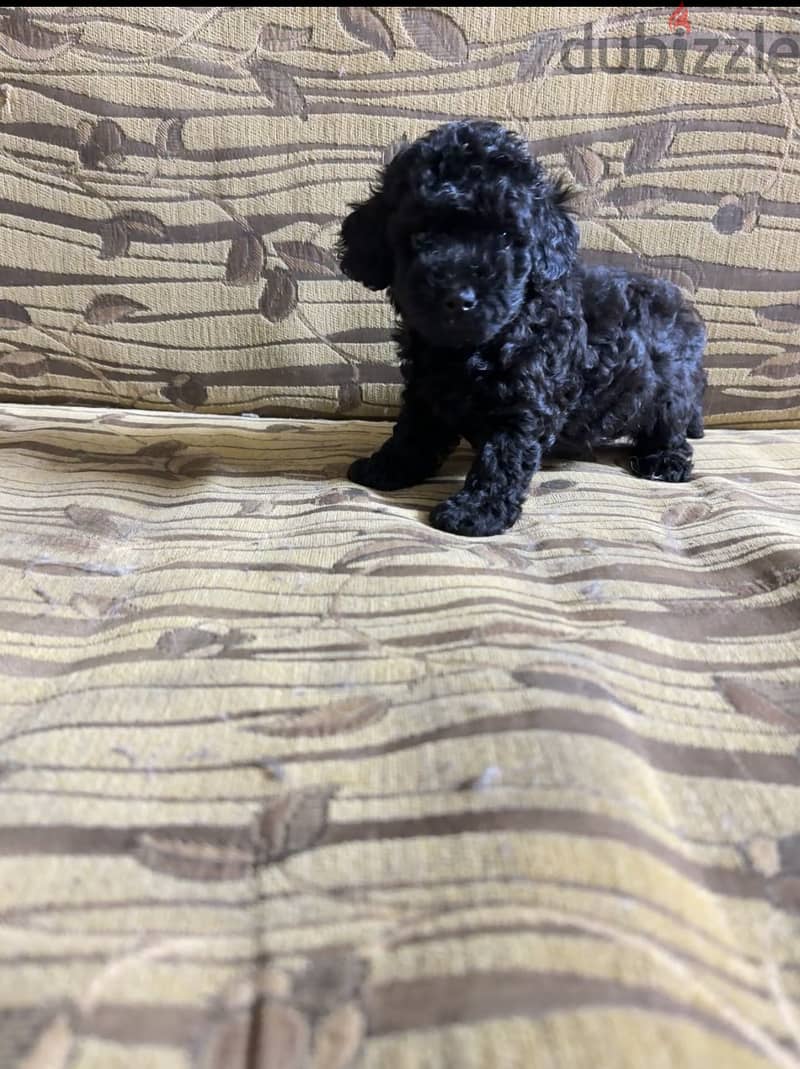 Toy poodle 2
