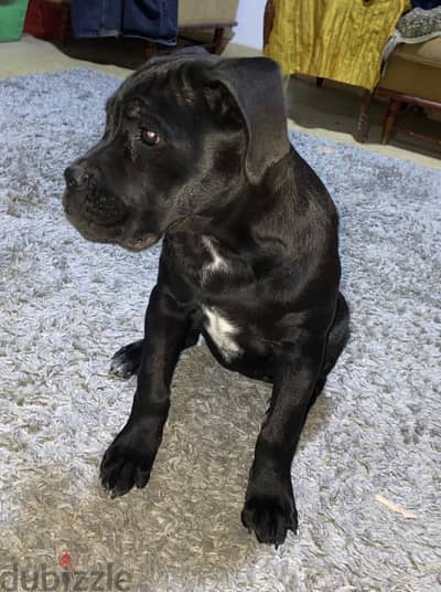Cane corso dog
