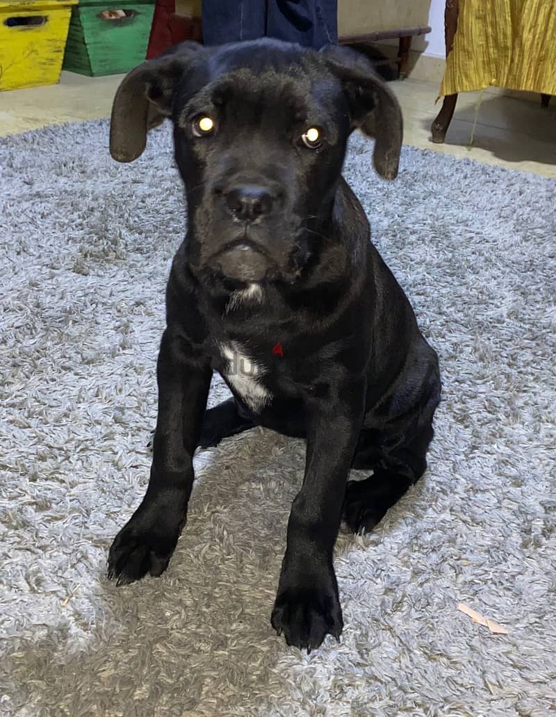 Cane corso dog 1