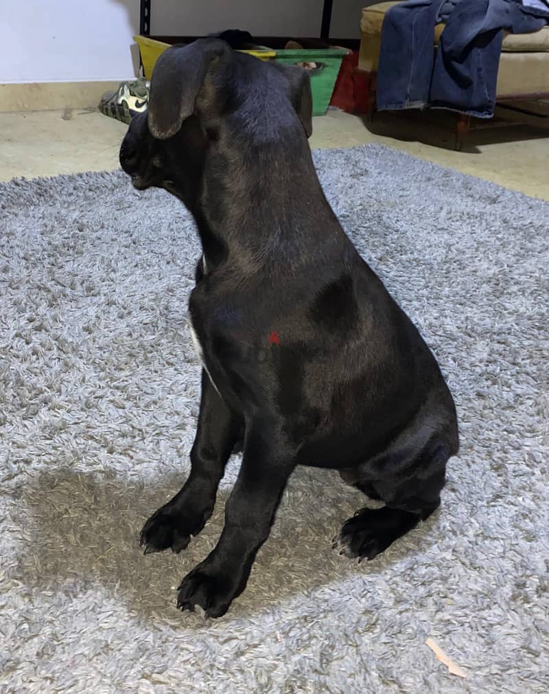 Cane corso dog 4