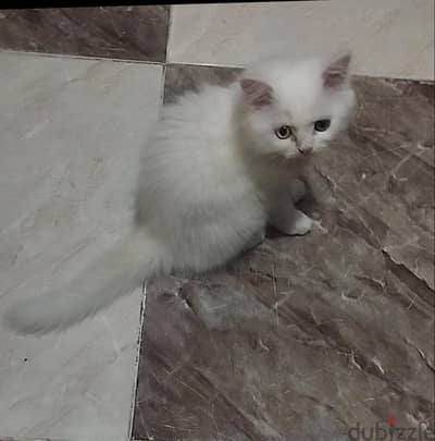 قطط شيراز هاف بيكي