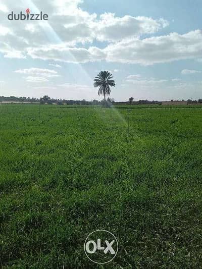 أرض زراعيه للبيع في محافظه الشرقيه بالحيارة الزراعية