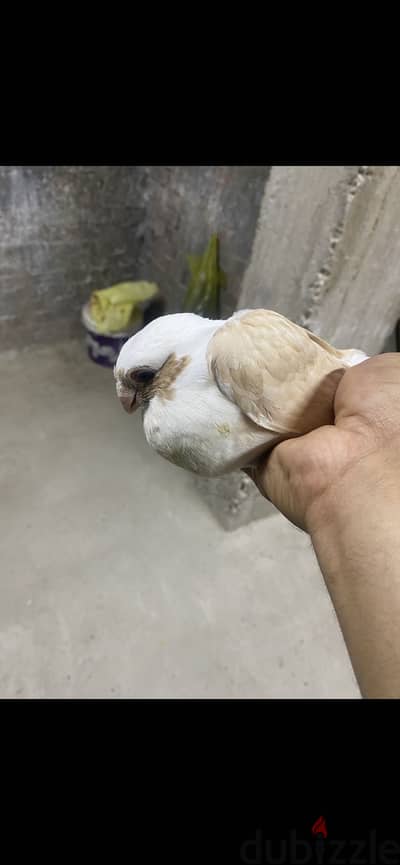 حمام أبلق سكروته